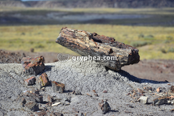 Tronc pétrifié mis en évidence par l'érosion - gryphea.com